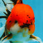 A Grade Sakura Oranda Male 6 inches #110725OR_04