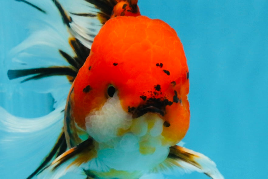 A Grade Sakura Oranda Male 6 inches #110725OR_04