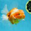 A Grade Sakura Oranda Male 4.5-5 inches #060625OR_24