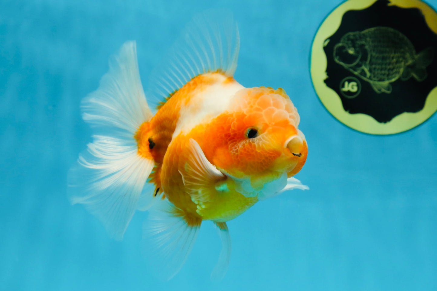 A Grade Sakura Oranda Male 4.5-5 inches #060625OR_24