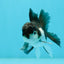 Panda Oranda Male 3-3.5 inches #1004OR_30