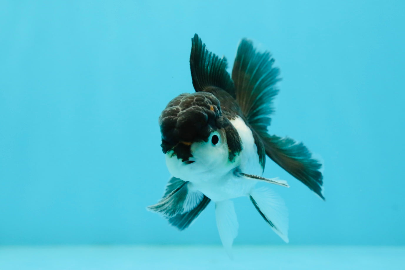 Panda Oranda Male 3-3.5 inches #1004OR_30