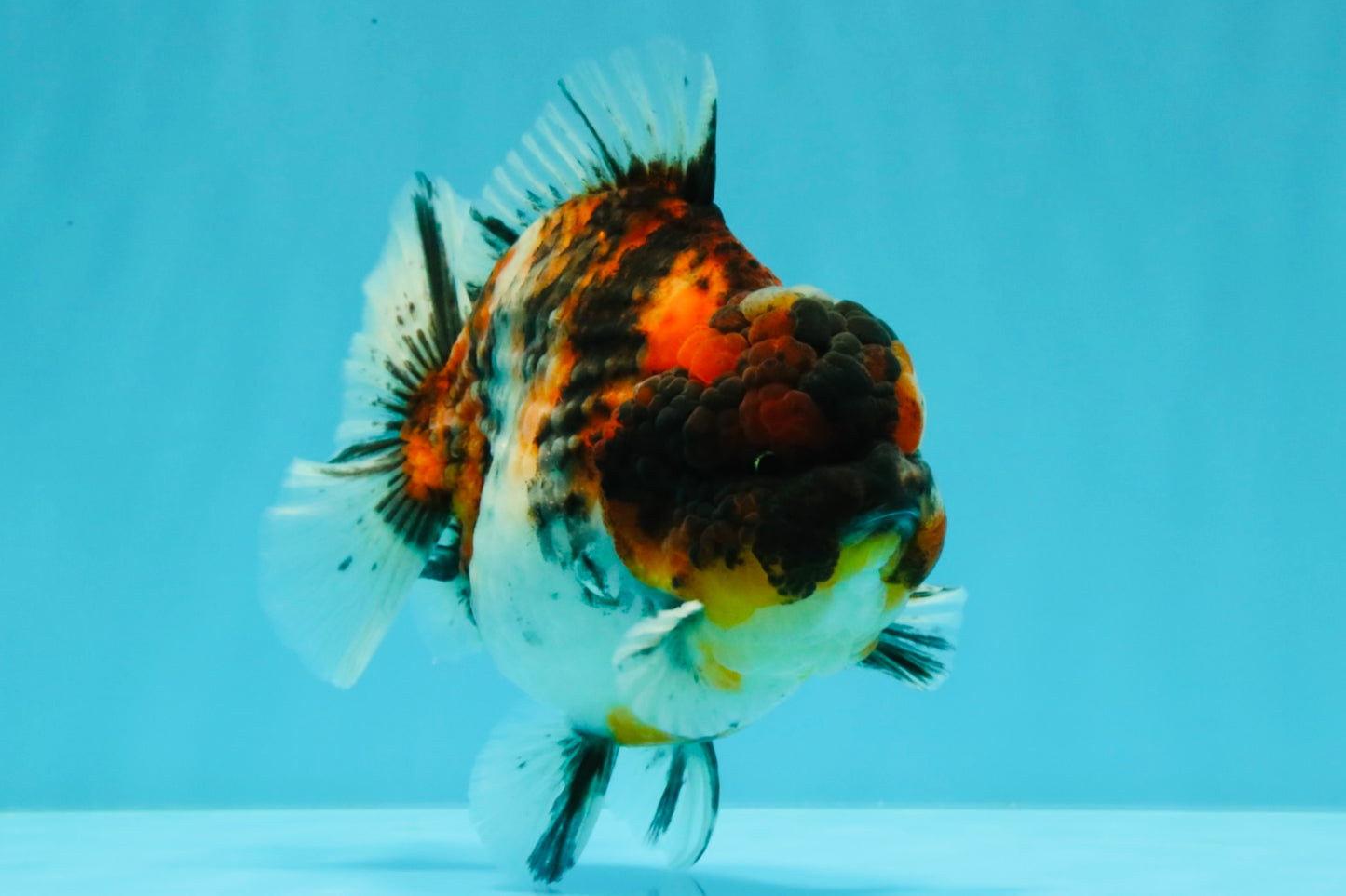 UNIQUE AAA Grade Special Tiger Yuanbao Male 5-5.5 inches #031326YB_23