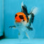 A Grade Tricolor Oranda Male 5 inches #082225OR_20