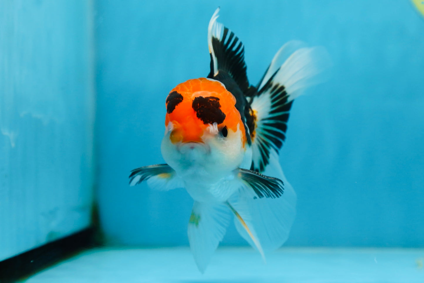 A Grade Tricolor Oranda Male 5 inches #082225OR_20