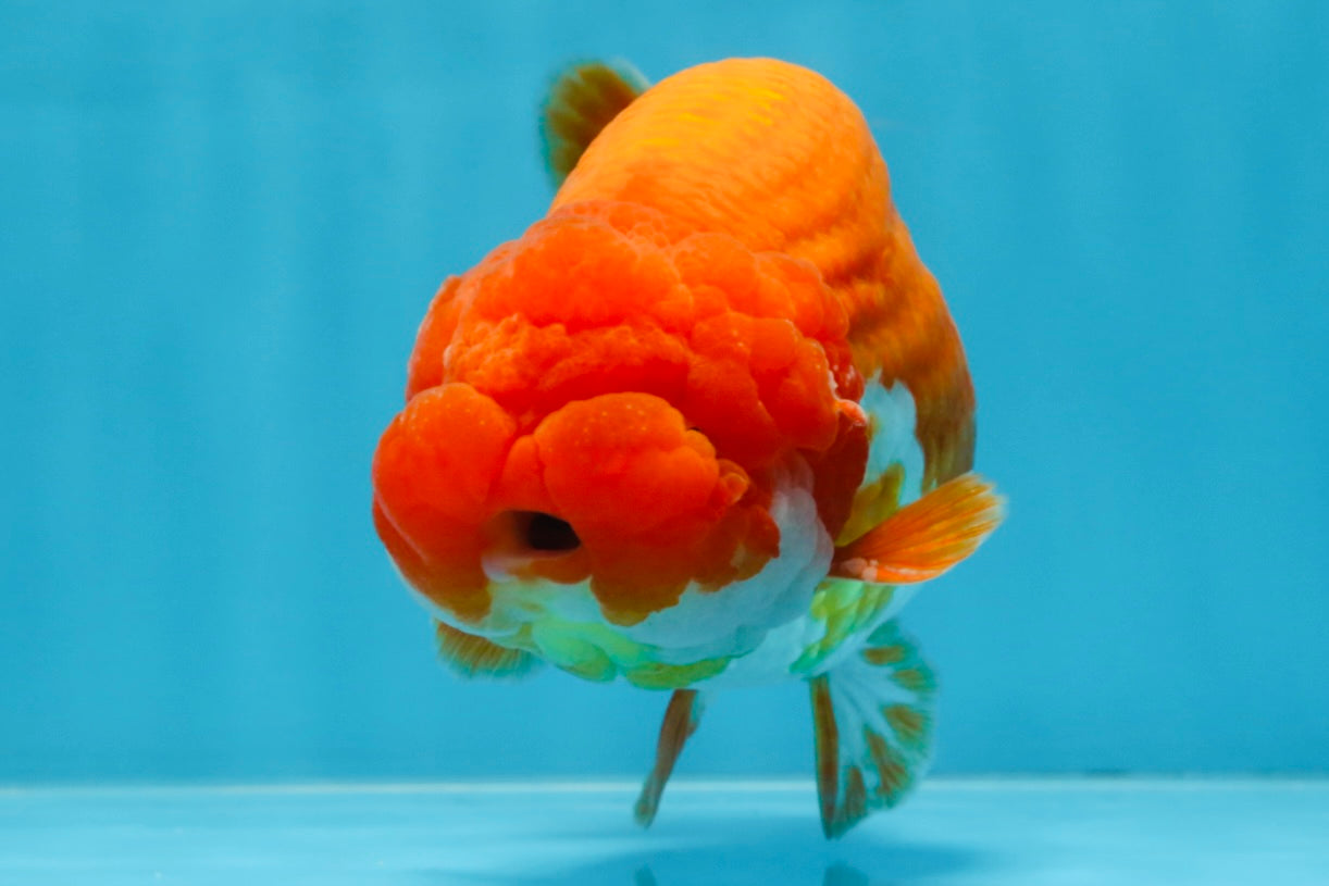 A Grade CHUBBY Red White LionKing 5.5 inches #100325LC_06