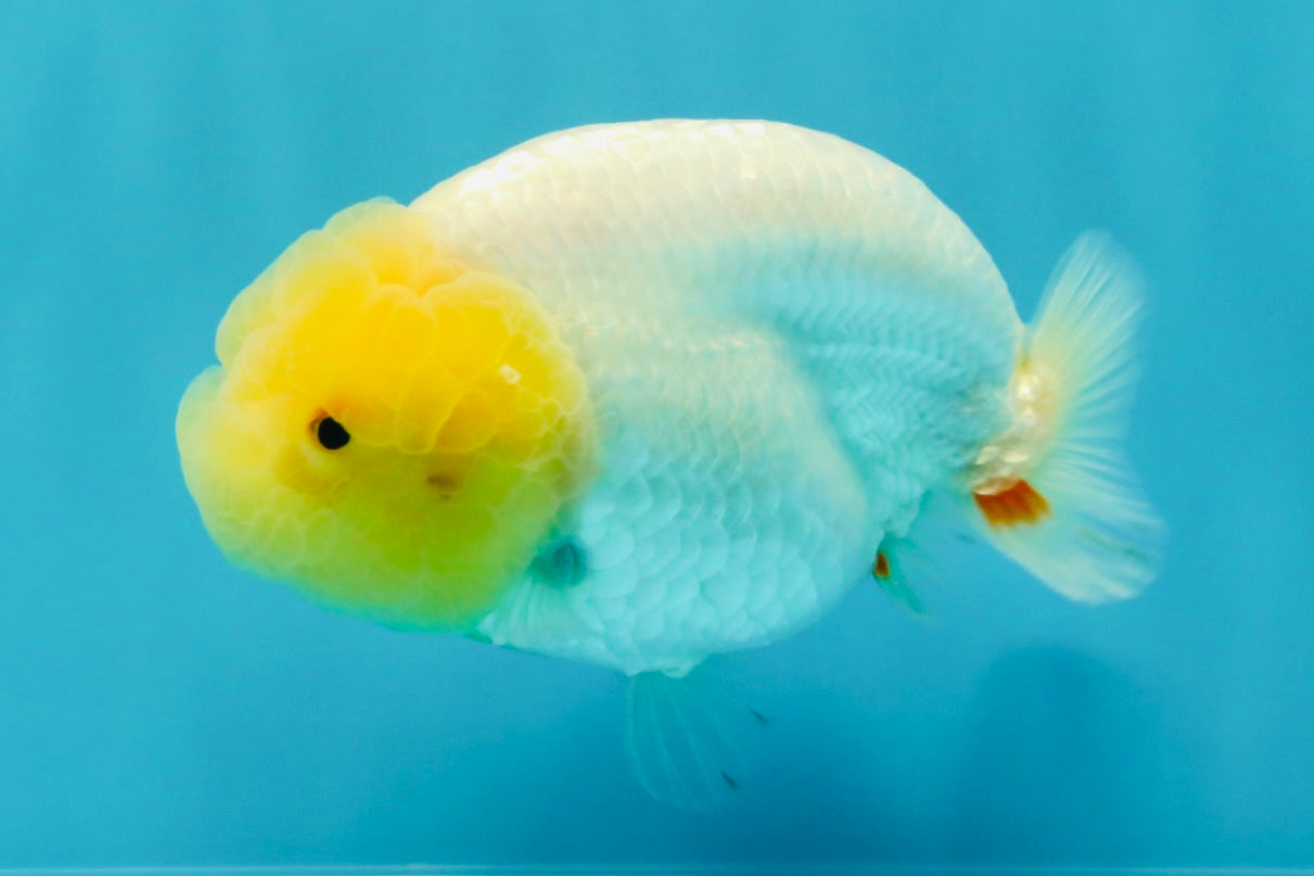 A Grade Dragon Lemonhead  LionQueen 4.5 inches #022726LC_28