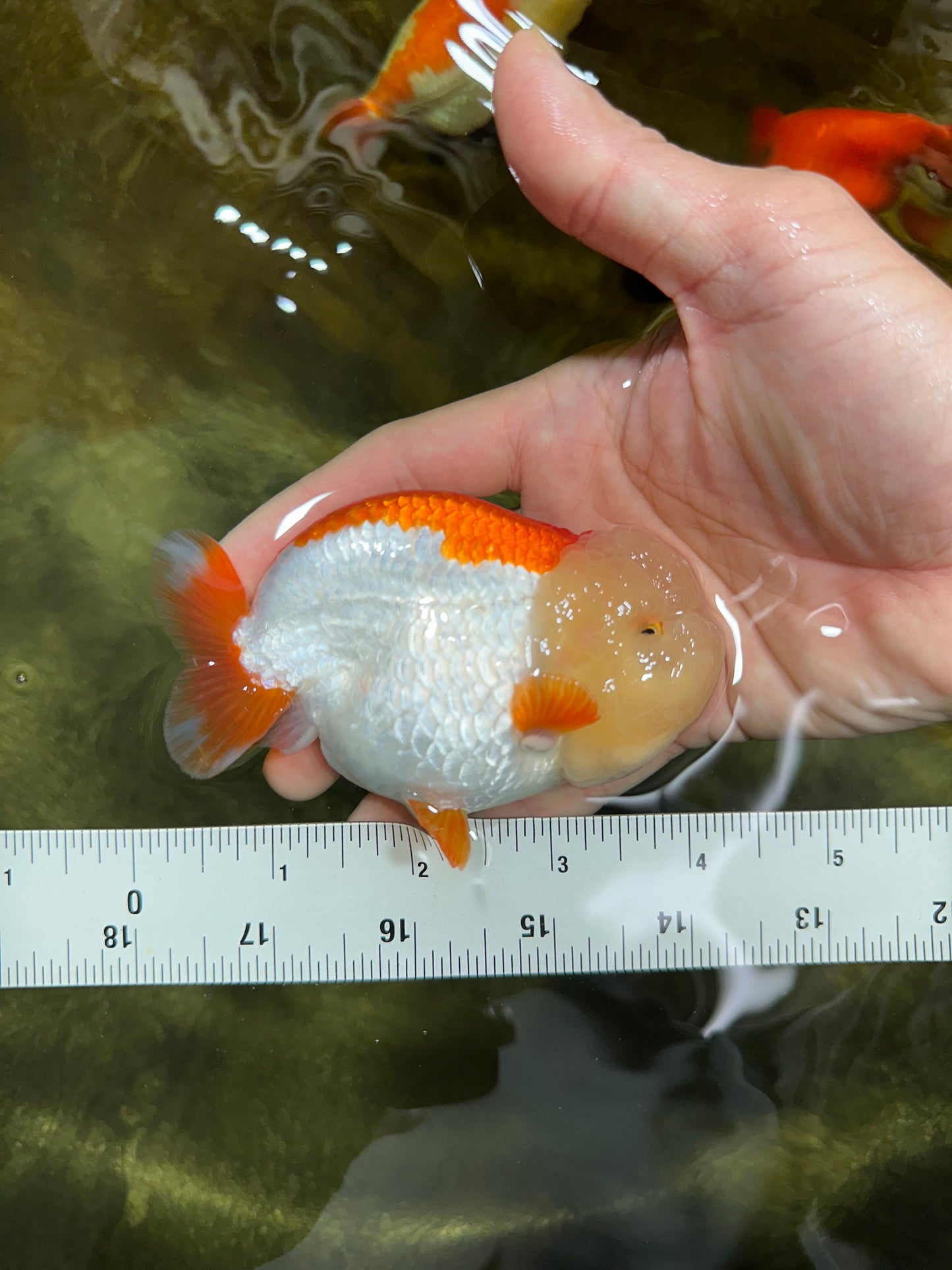 Marshmallow AAA Grade Red White LionKing 4 inches #042525LC_12