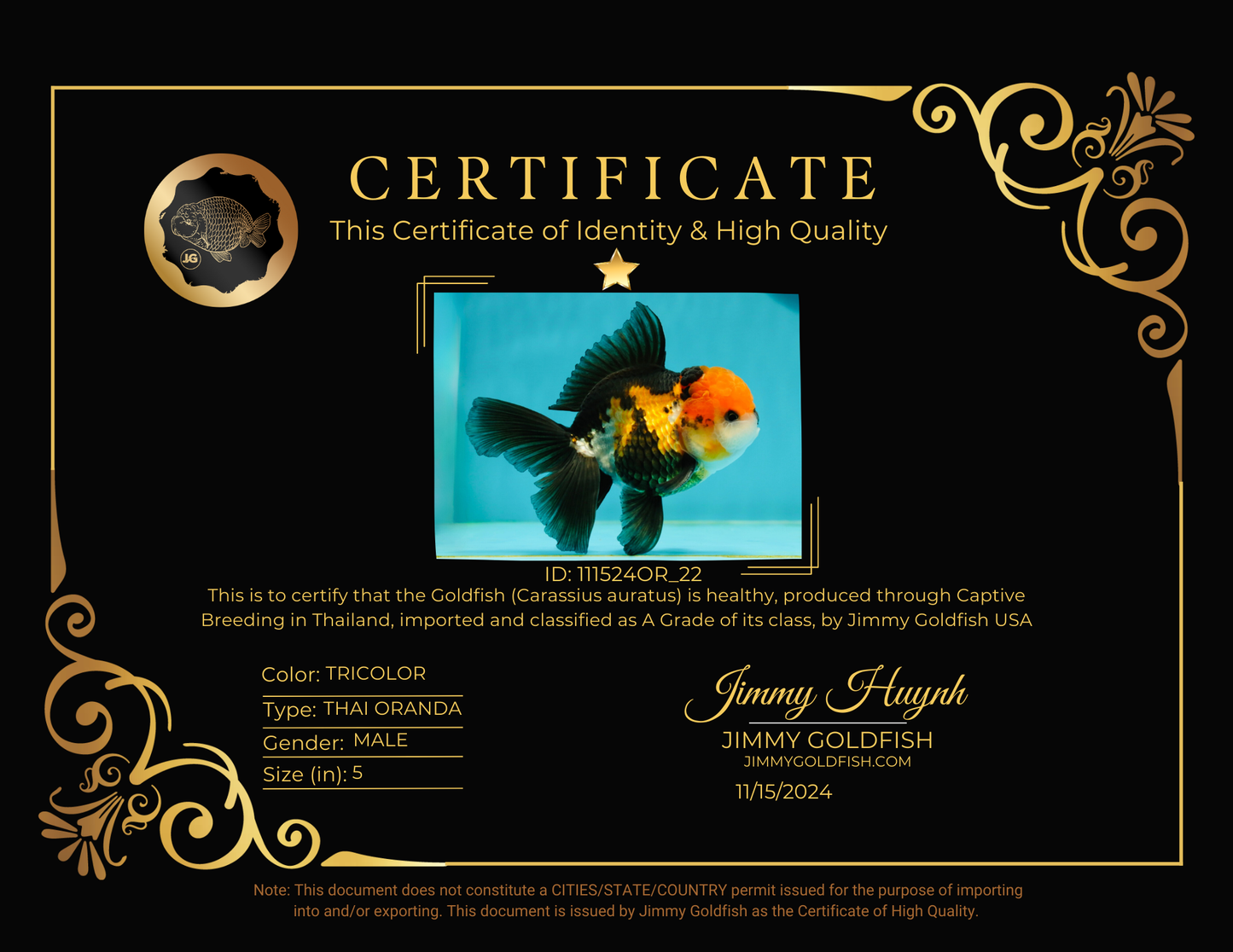 A Grade Tricolor Black Nose Oranda Male 5 inches #111524OR_22