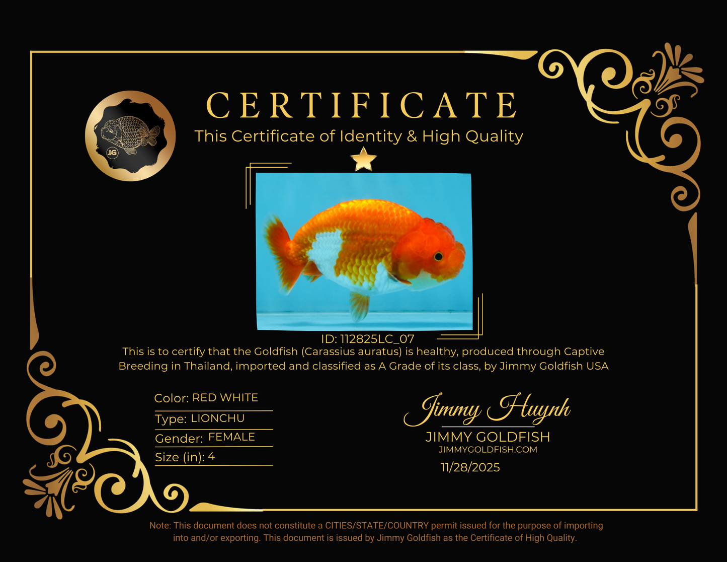 A Grade Red White LionQueen 4 inches #112825LC_07