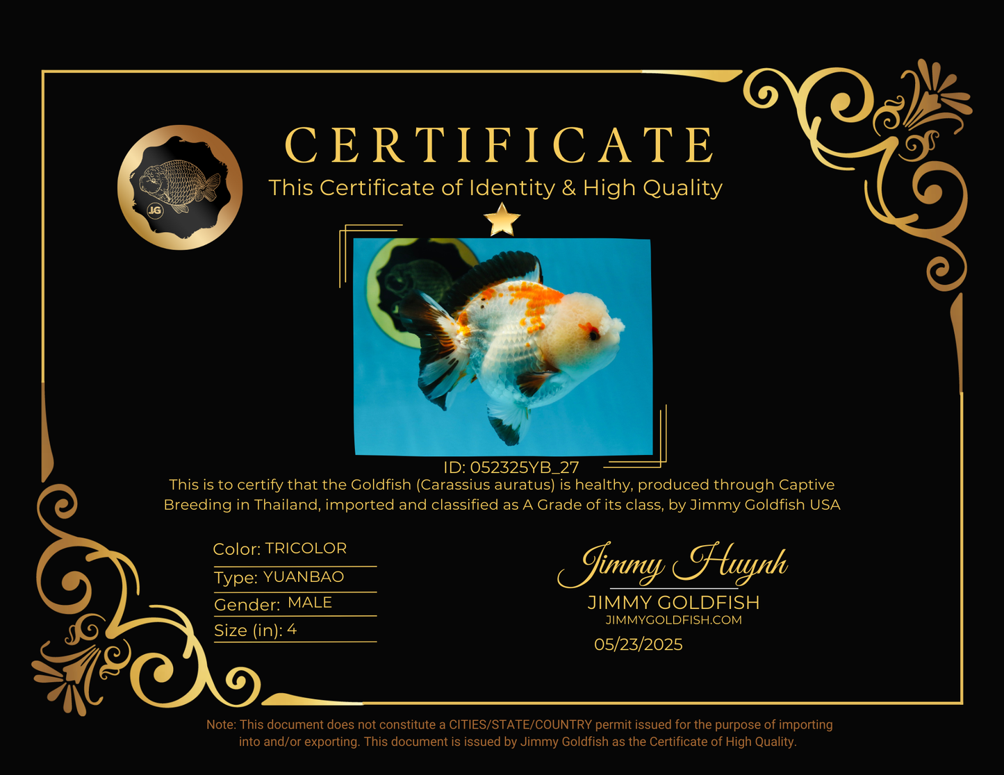 A Grade Pompom Tricolor Yuanbao Male 4 inches #052325YB_27