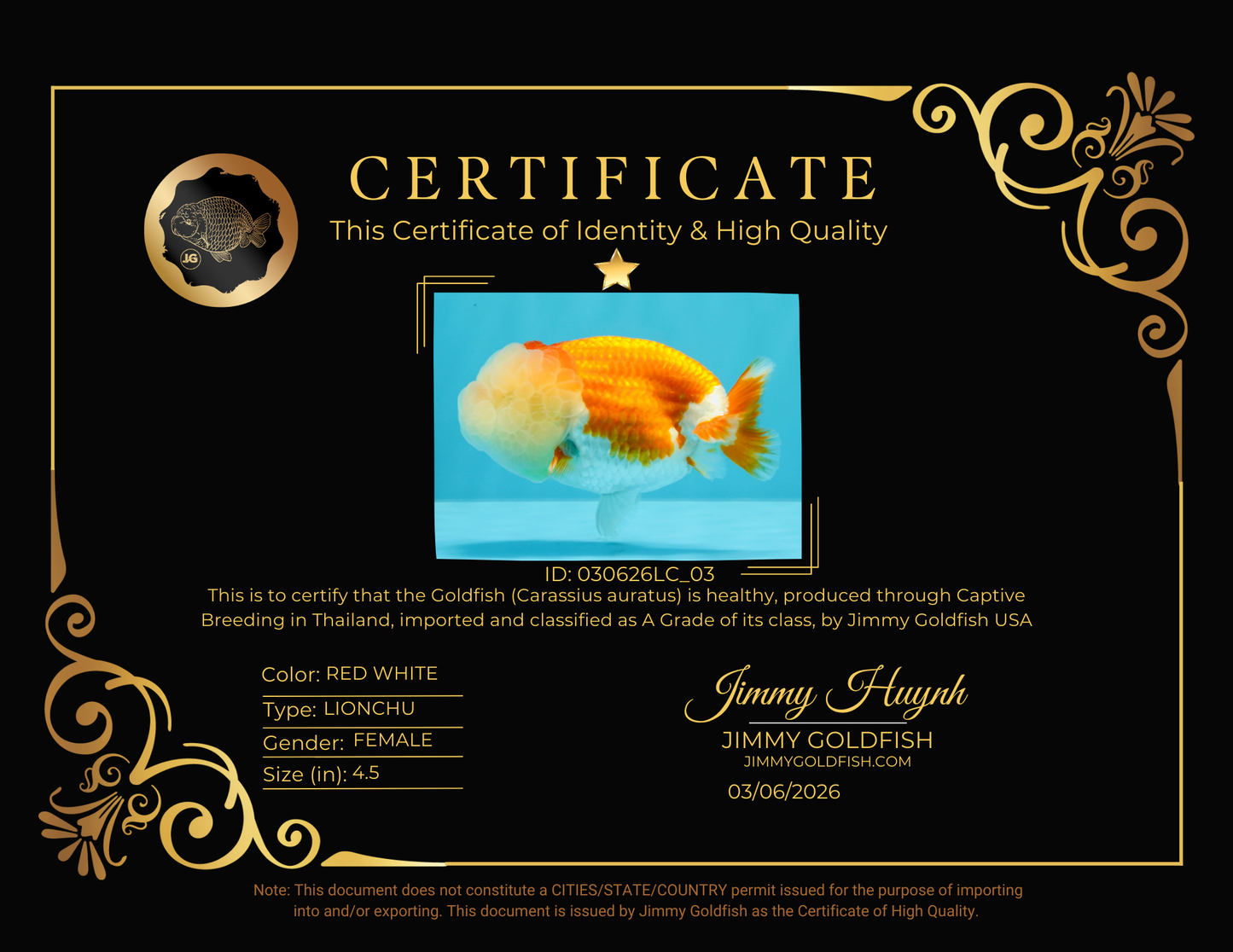 A Grade Red White LionQueen 4.5 inches #030626LC_03