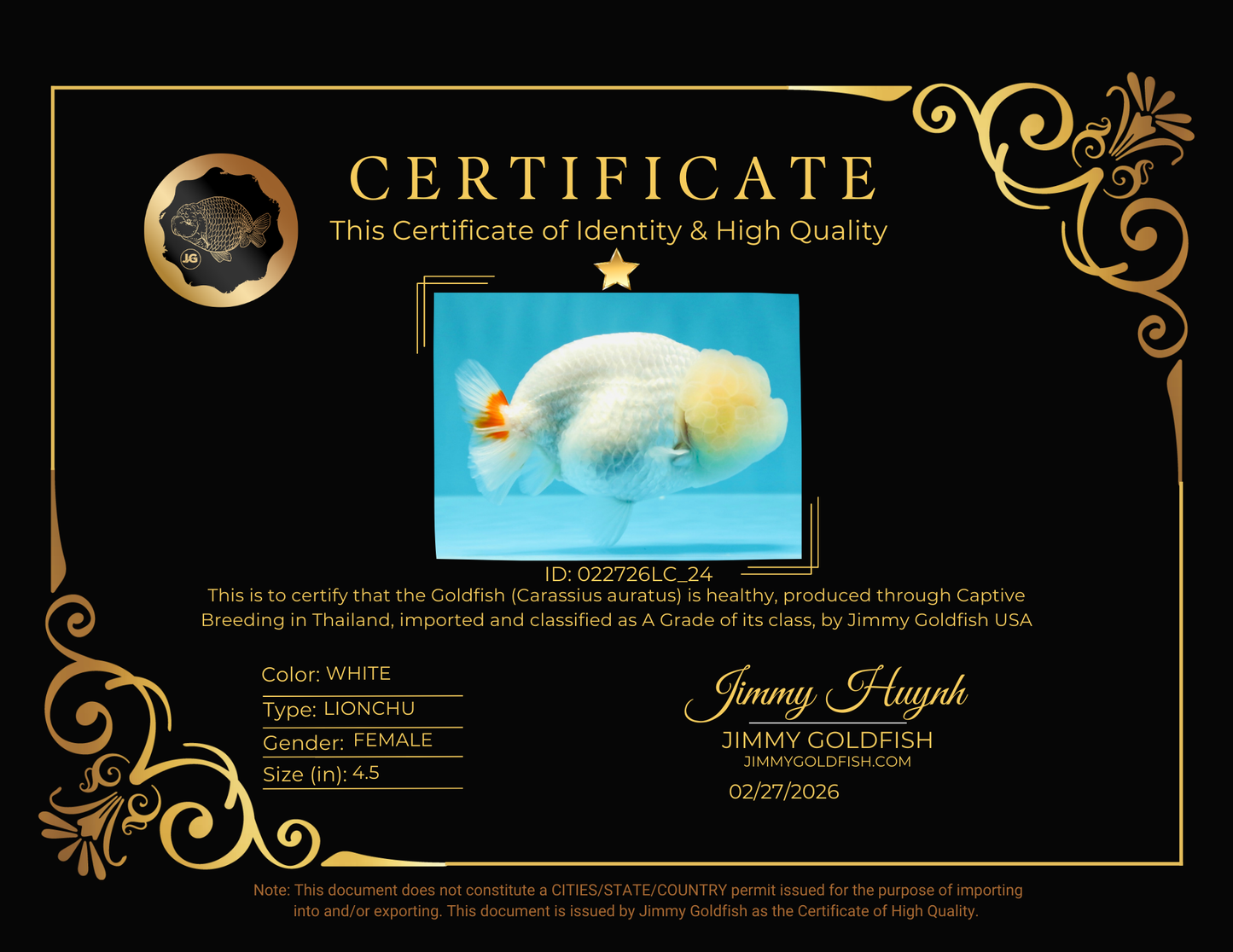 A Grade Dragon Head White LionQueen 4.5 inches #022726LC_24