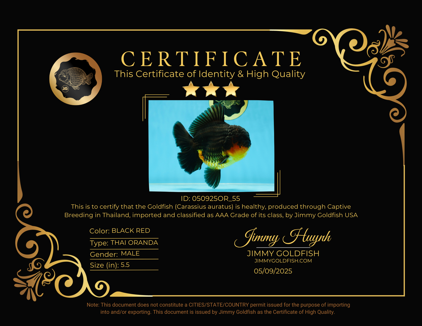 AAA Grade Godzilla Apache Oranda Male 5.5 inches #050925OR_55