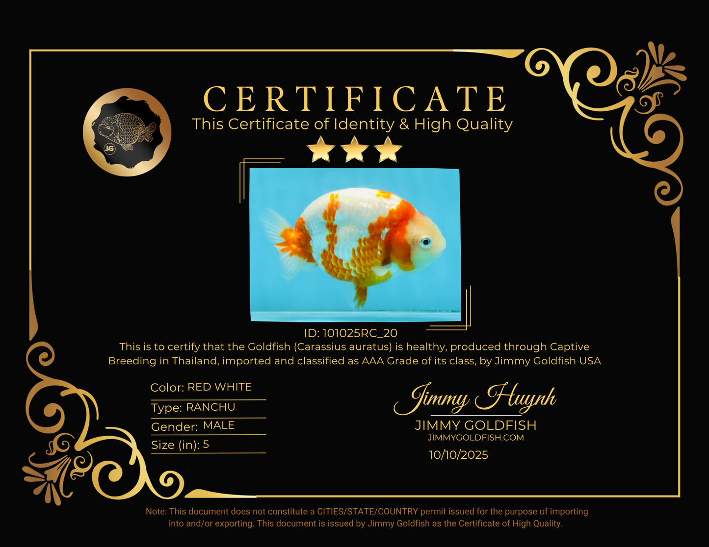 AAA Grade Special Red White Kohaku Chinese Ranchu Male 5 inches #101025RC_20