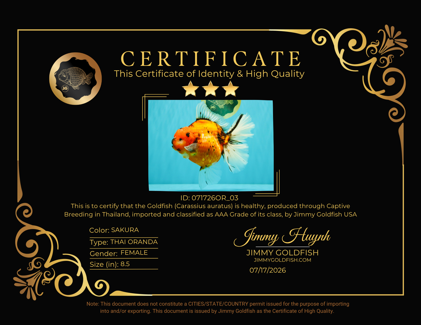 CHONKY AAA Grade Sakura Oranda Female 8.5 inches #071726OR_03