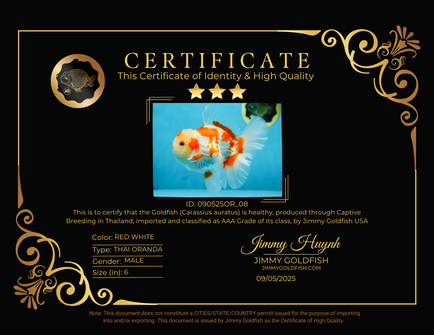 AAA Grade ADORABLE Red White Oranda Male 6 inches #090525OR_08