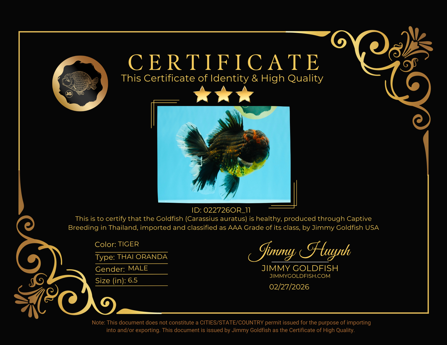 AAA Grade Godzilla Tiger Oranda Male 6.5 inches #022726OR_11