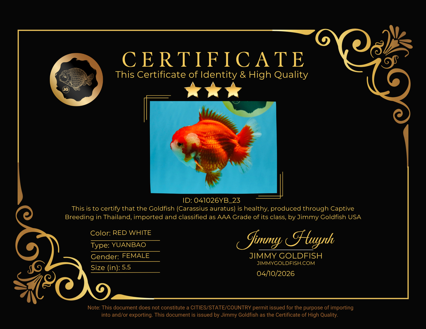 CHUBBY AAA Grade Red White Yuanbao Female 5.5 inches #041026YB_23