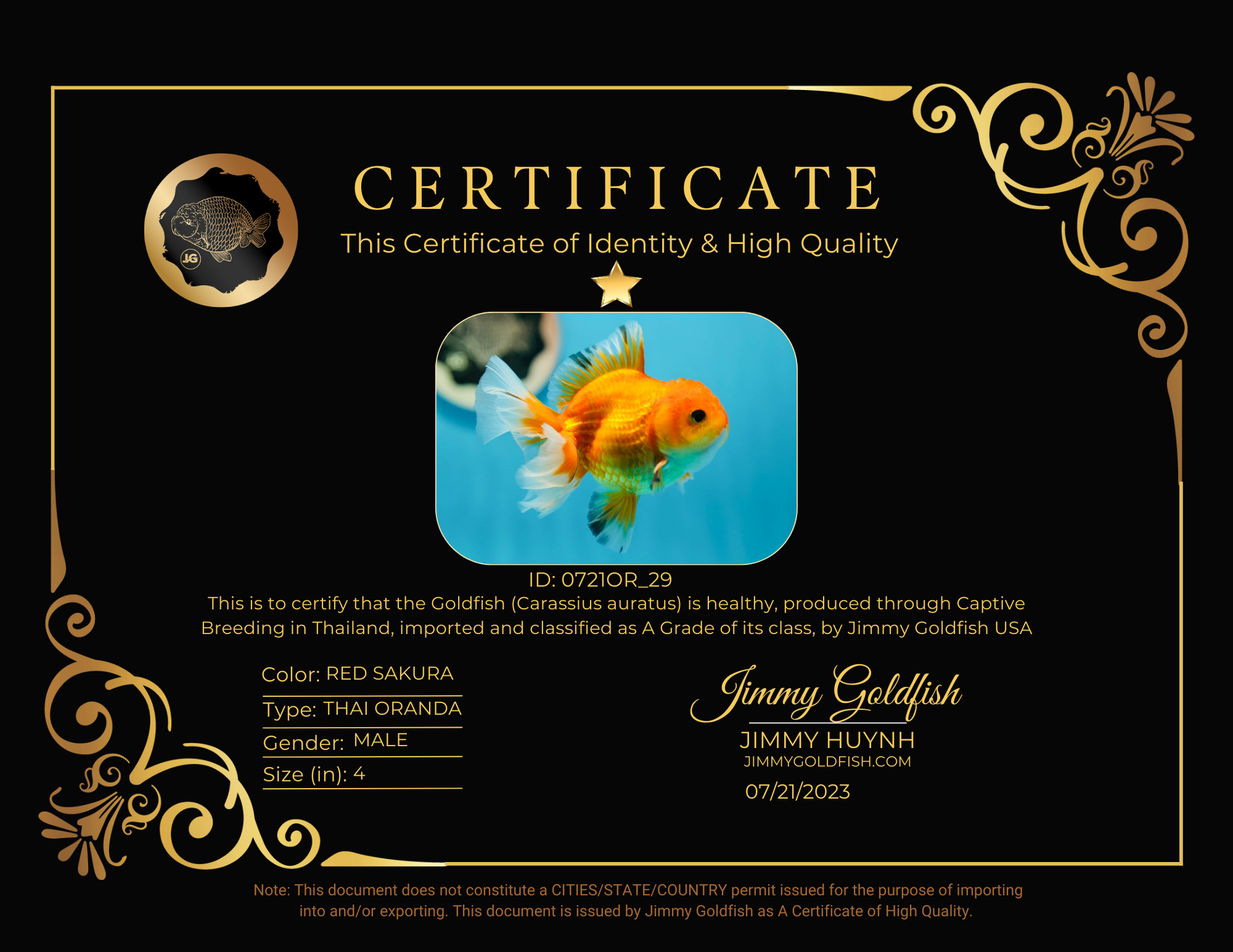 A Grade Red Sakura Oranda Male 4 inches #0721OR_29 – Jimmy Goldfish a-grade-red-sakura-oranda-male-4-inches-0721or-29-jimmy-goldfish