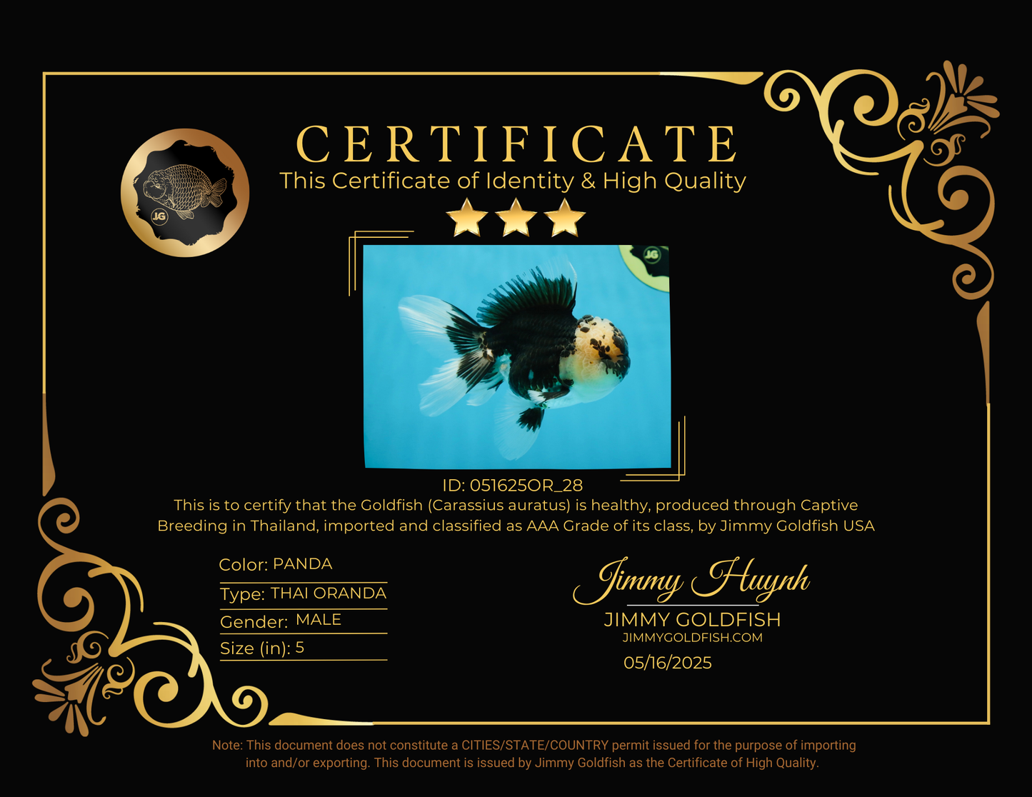 AAA Grade Panda Oranda Male 5 inches #051625OR_28