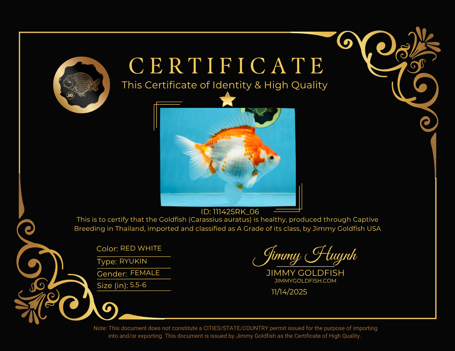 A Grade Red White Ryukin Female 5.5-6 inches #111425RK_06