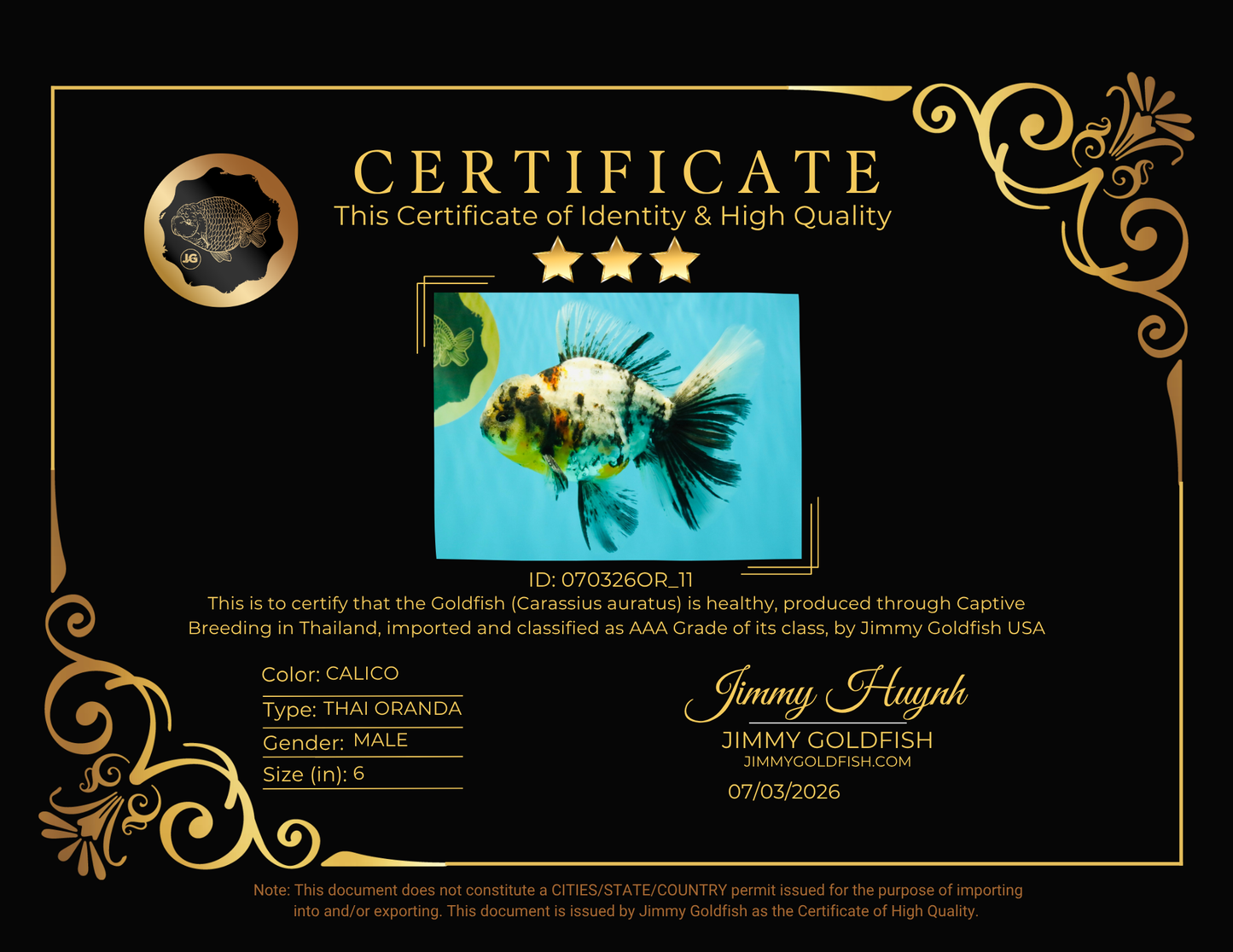 AAA Grade Calico Oranda Male 6 inches #070326OR_11