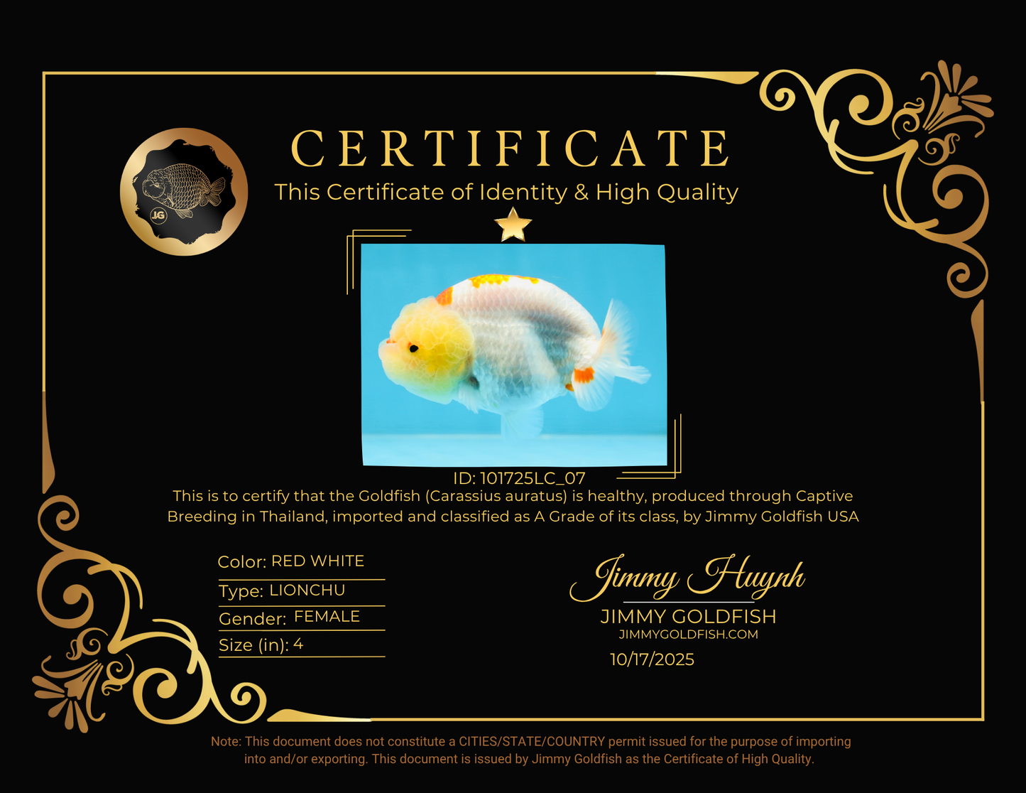 A Grade Red White Kohaku LionQueen 4 inches #101725LC_07