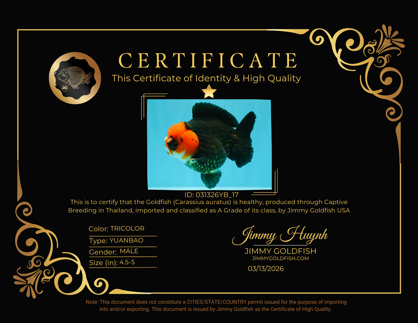 SUPER CUTE A Grade Pompom Red Head Tricolor Yuanbao Male 4.5-5 inches #031326YB_17