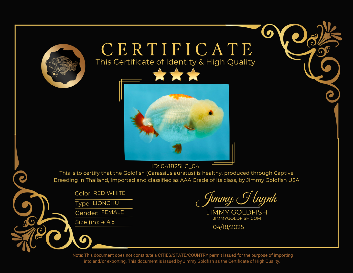 UNIQUE WEN AAA Grade Red Duckie White Red LionQueen 4-4.5 inches #041825LC_04