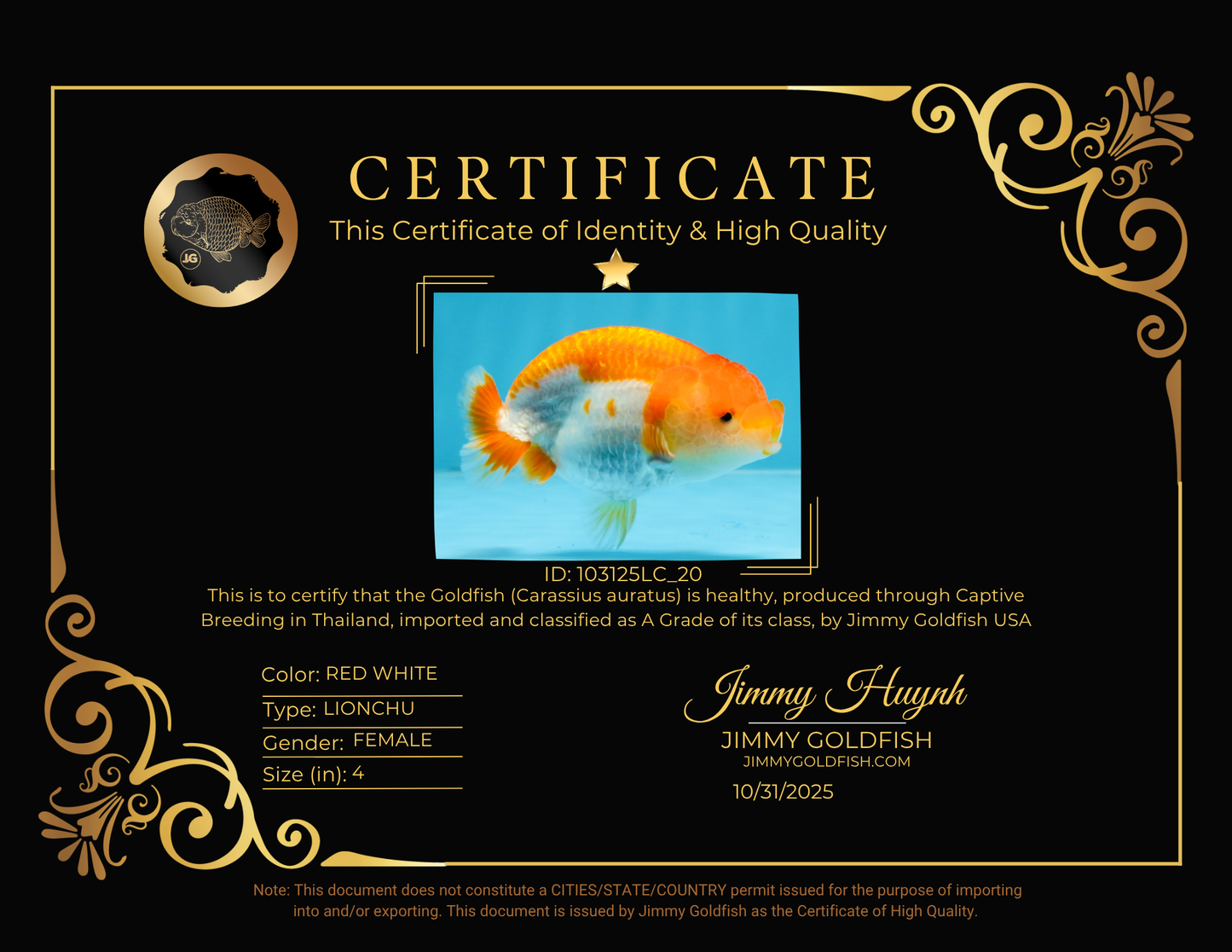 A Grade Red White LionQueen 4 inches #103125LC_20