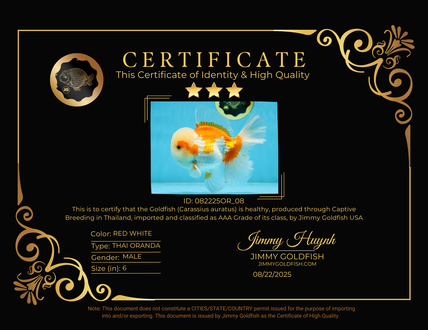 SUPER CUTE AAA Grade Red White Oranda Male 6 inches #082225OR_08