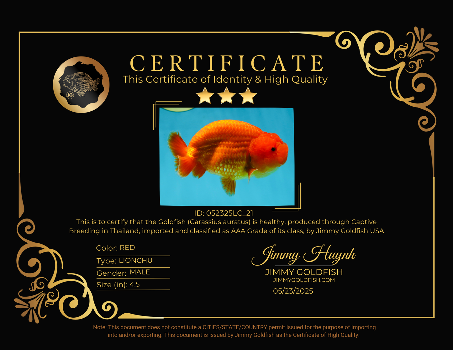 AAA Grade Solid Red LionKing 4.5  inches #052325LC_21