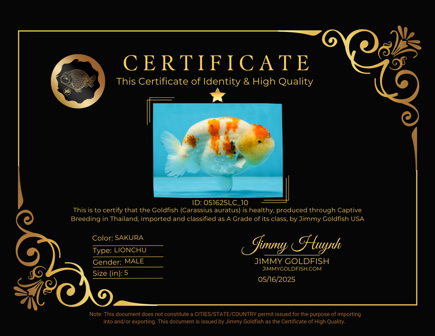 A Grade SPECIAL Kohaku Sakura LionKing 5 inches #051625LC_10