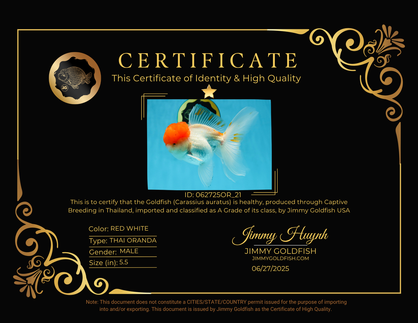 A Grade Red Cap Oranda Male 5.5 inches #062725OR_21