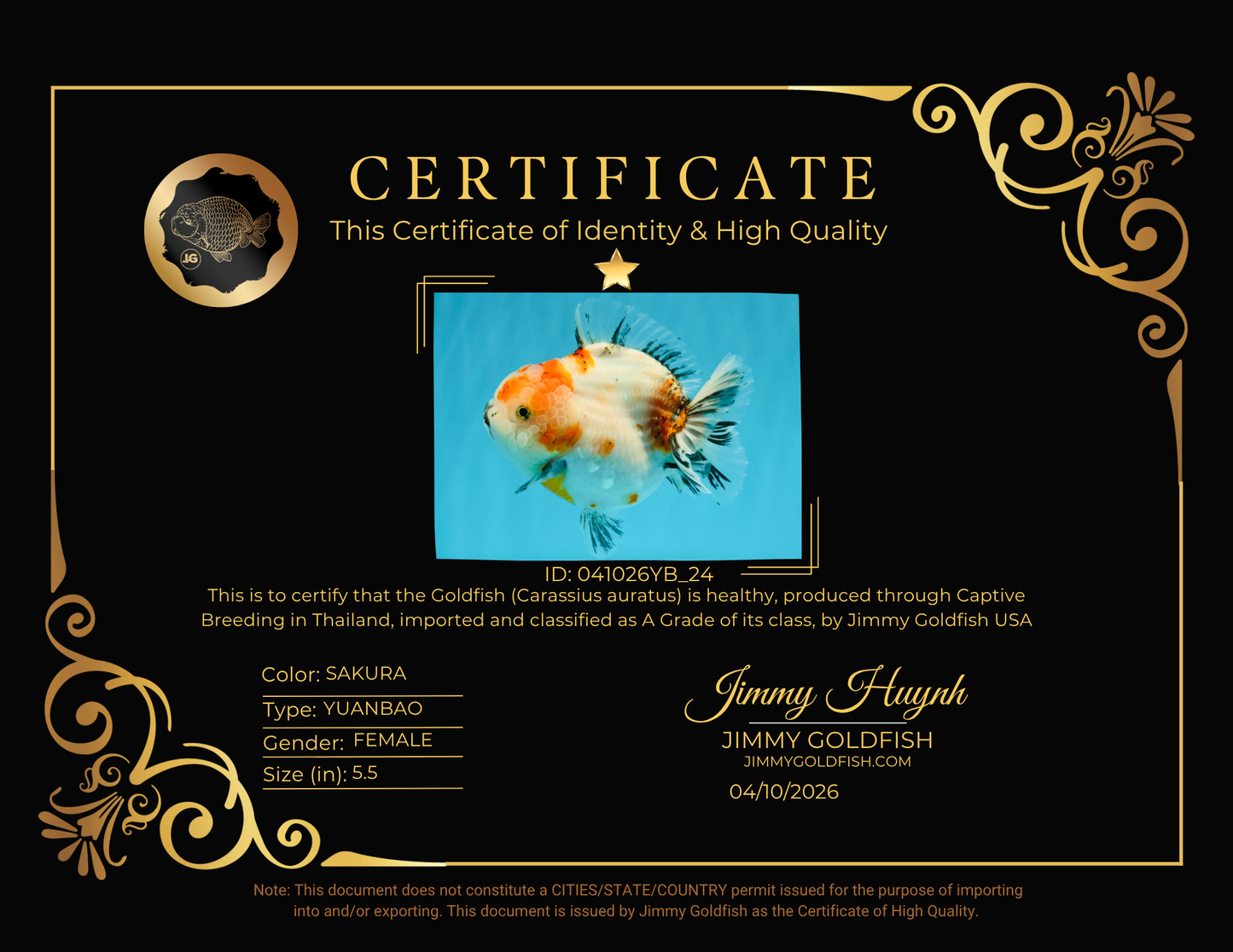 A Grade Sakura Yuanbao Female 5.5 inches #041026YB_24