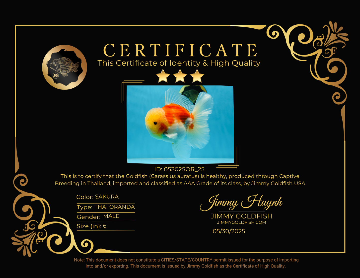 AAA Grade Godzilla Sakura Oranda Male 6 inches #053025OR_25