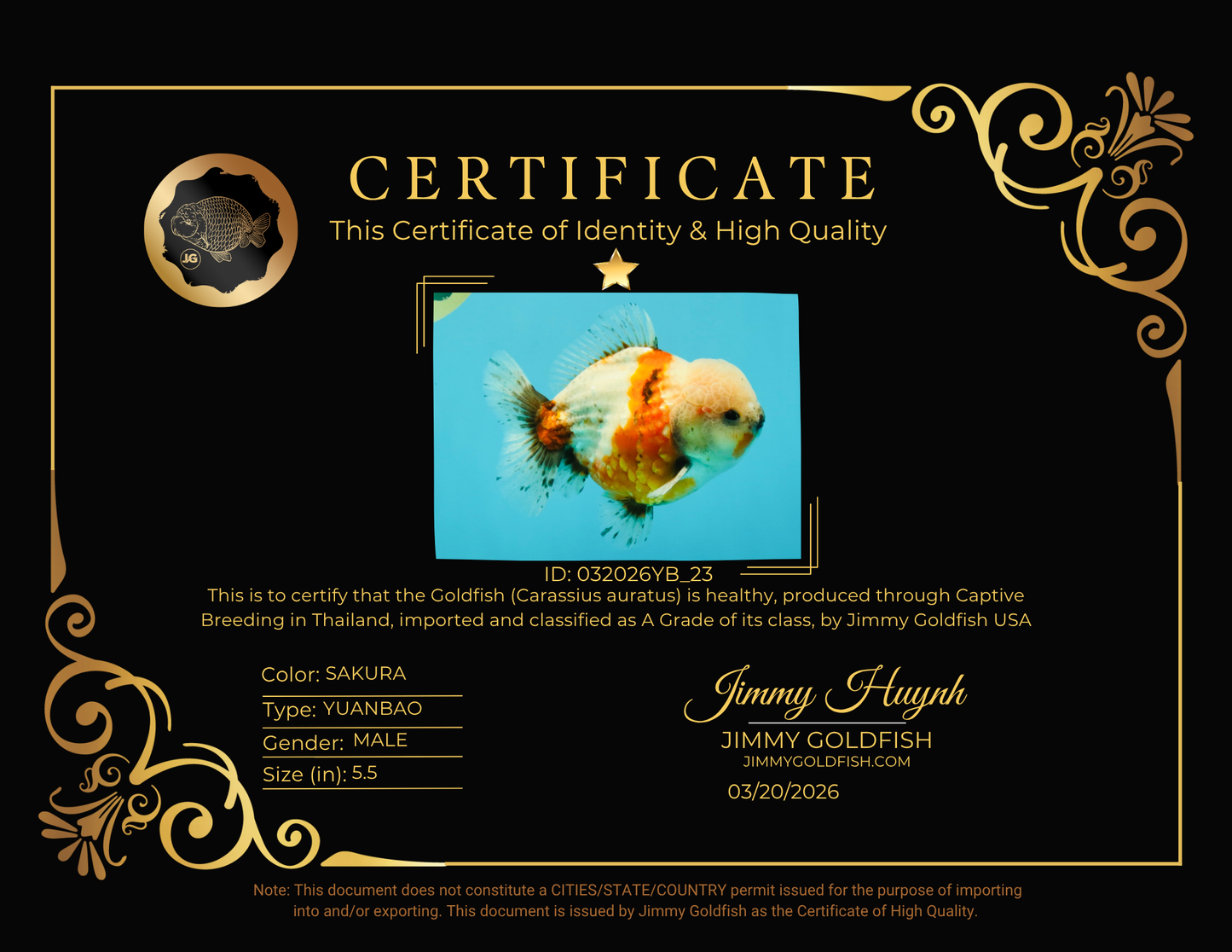 A Grade Sakura Yuanbao Male 5.5 inches #032026YB_23