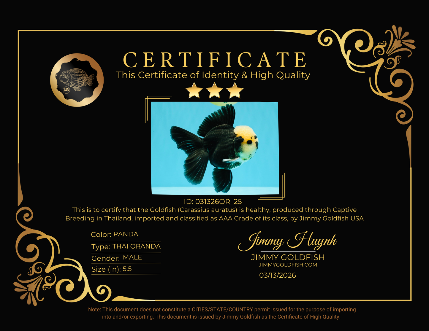 AAA Grade Panda Button Eyes Oranda Male 5.5 inches #031326OR_25