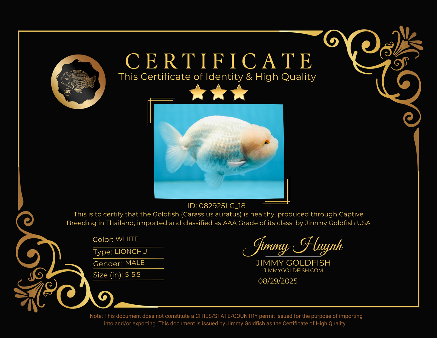 AAA Grade Snow White LionKing 5-5.5 inches #082925LC_18