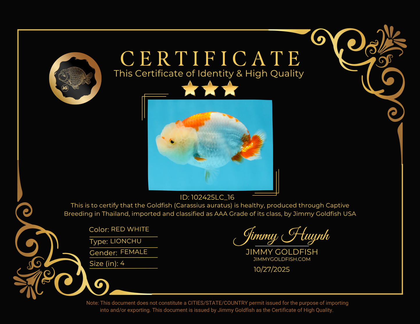 ADORABLE AAA Grade Red White LionQueen 4 inches #102425LC_16