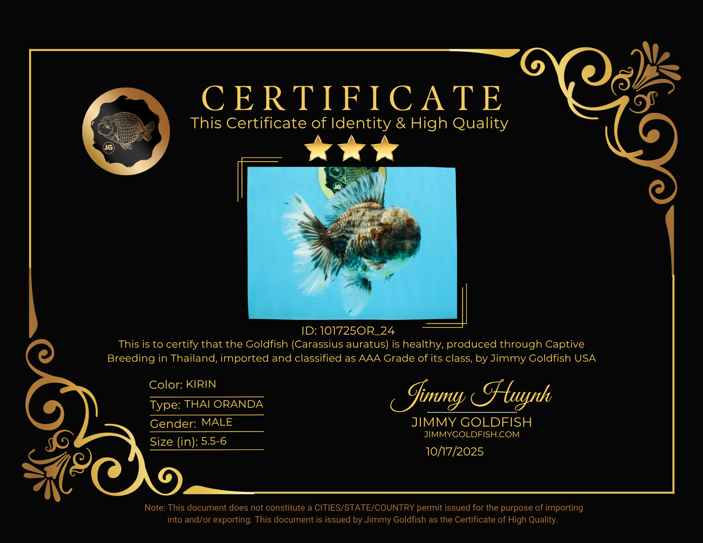 AAA Grade JUMBO Godzilla Kirin Oranda Male 5.5-6 inches #101725OR_24