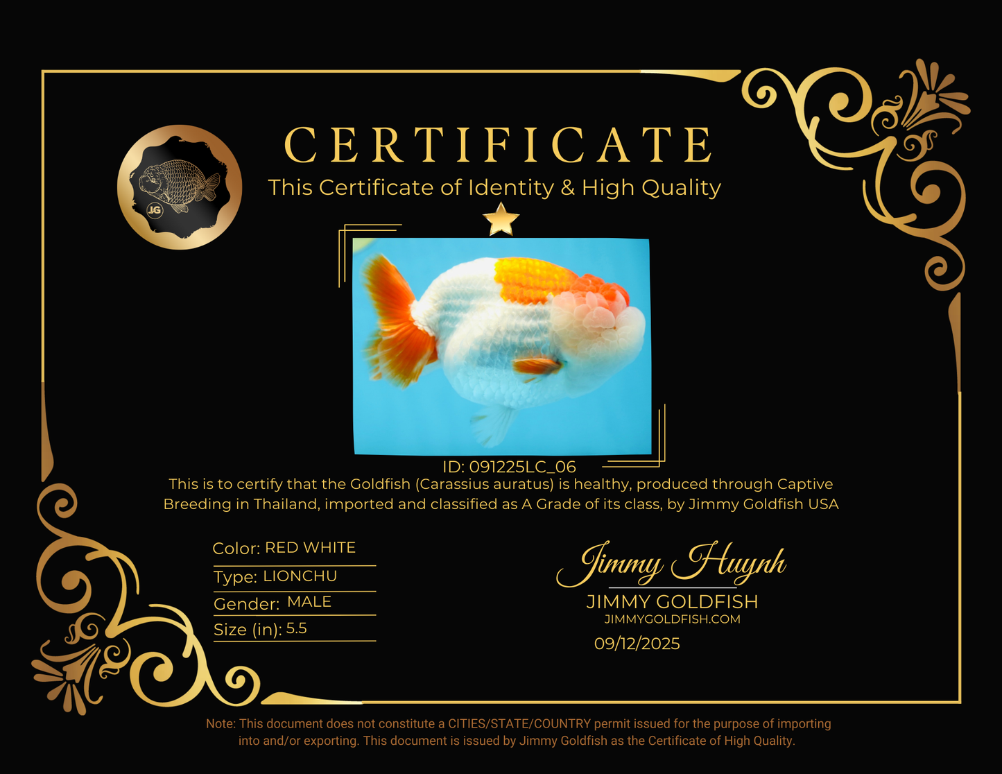 A Grade Red White LionKing 5.5 inches #091225LC_06