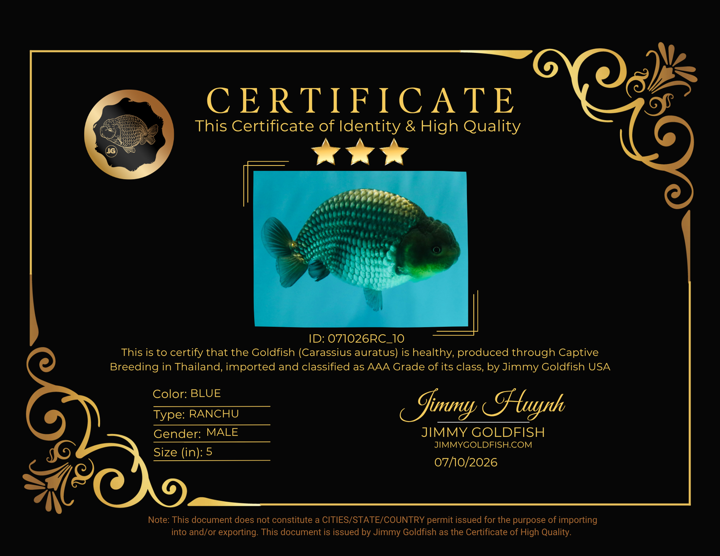 UNIQUE AAA Grade Blue Ranchu Male 5 inches #071026RC_10