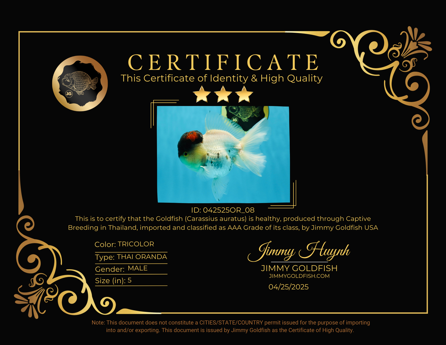 Unique Color AAA Grade Tricolor Lava Head Oranda Male 5 inches #042525OR_08