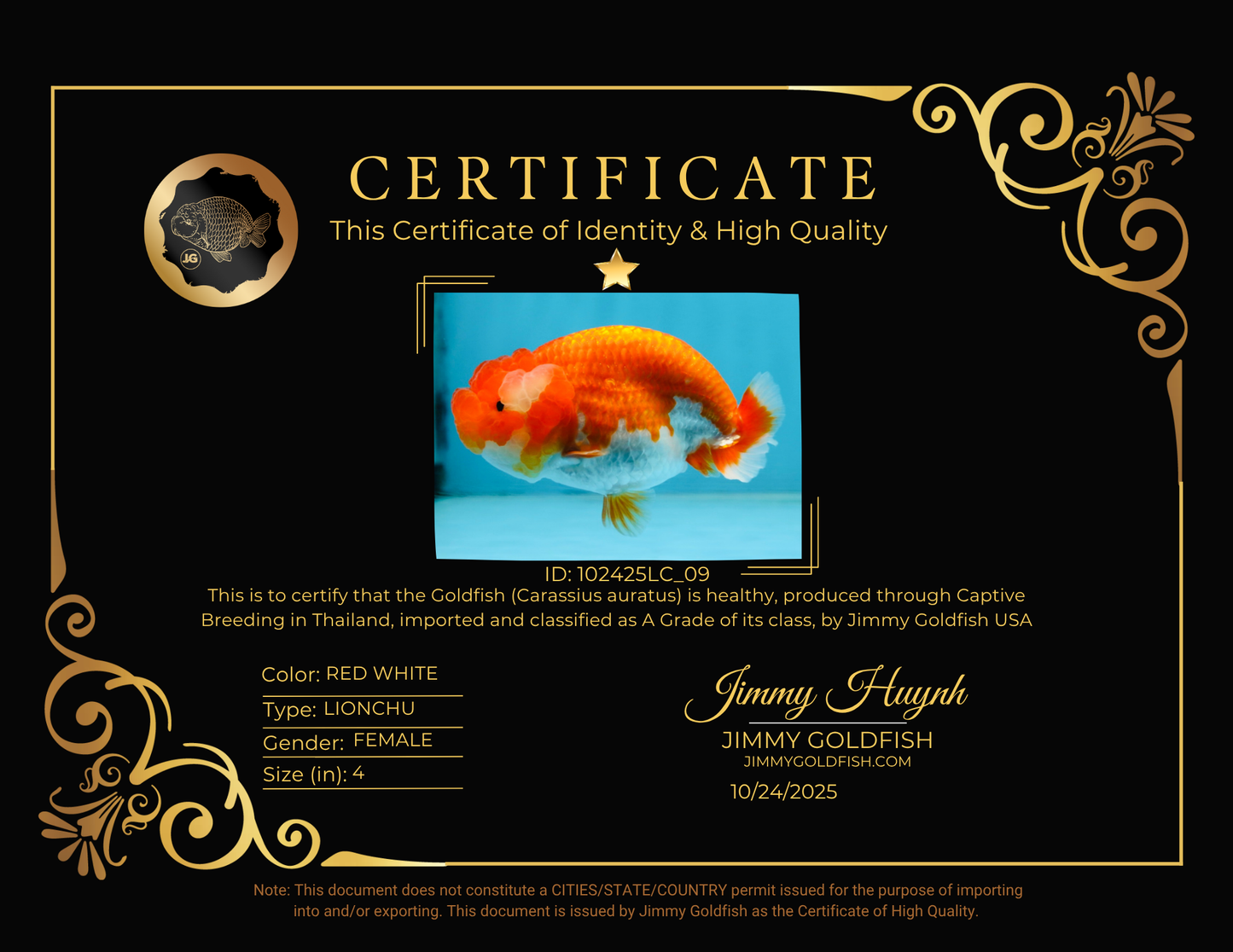 A Grade Red White LionQueen 4 inches #102425LC_09