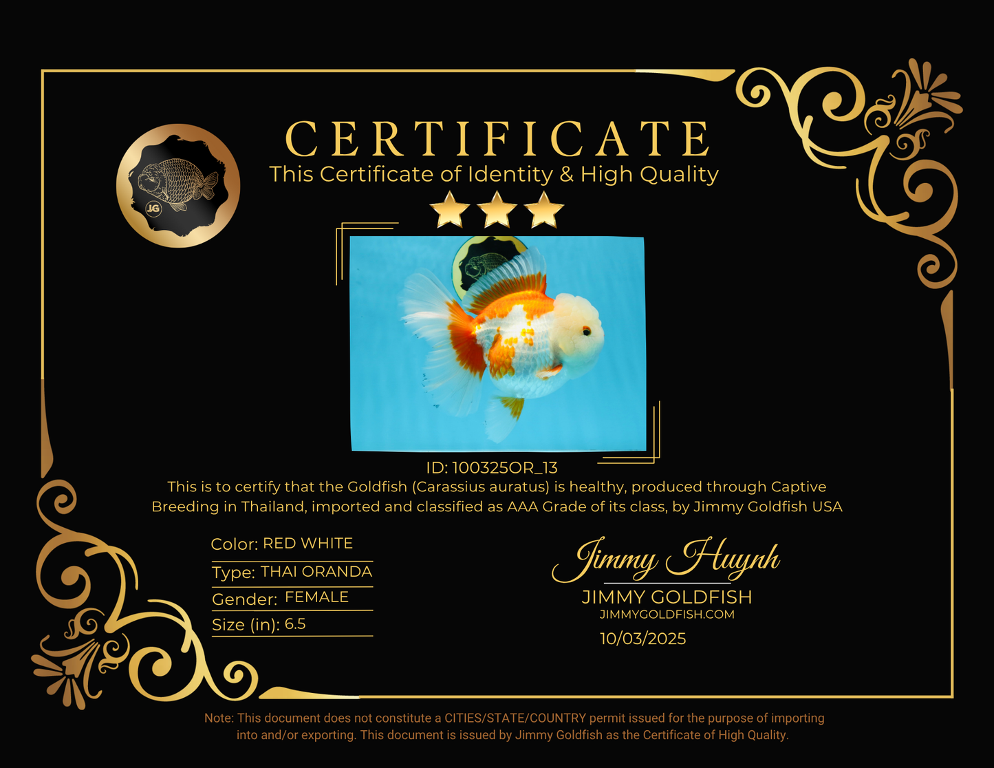 AAA Grade BEAUTY Red White Oranda Female 6.5 inches #100325OR_13