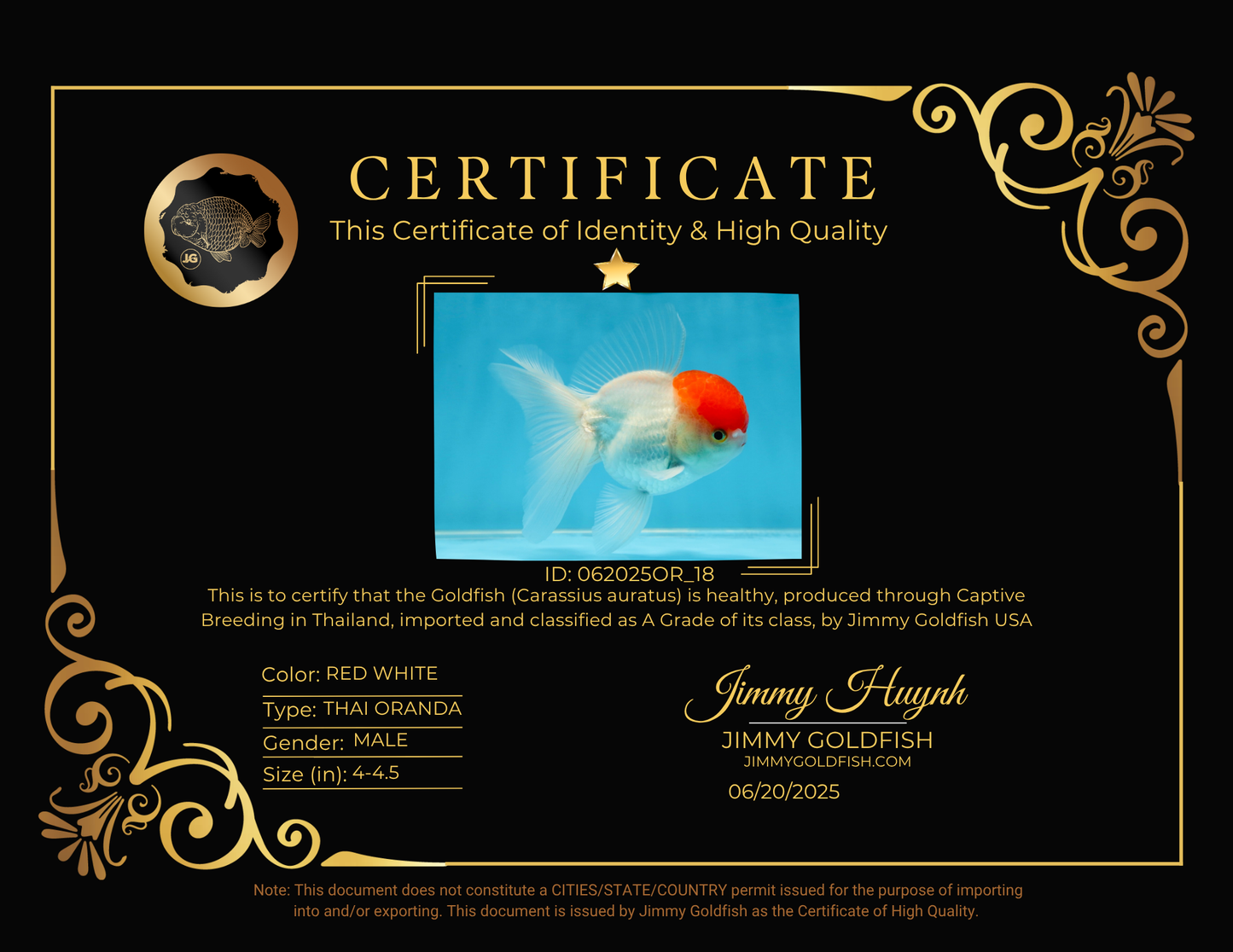 A Grade Little Tomato Cap Red Cap Oranda Male 4-4.5 inches #062025OR_18