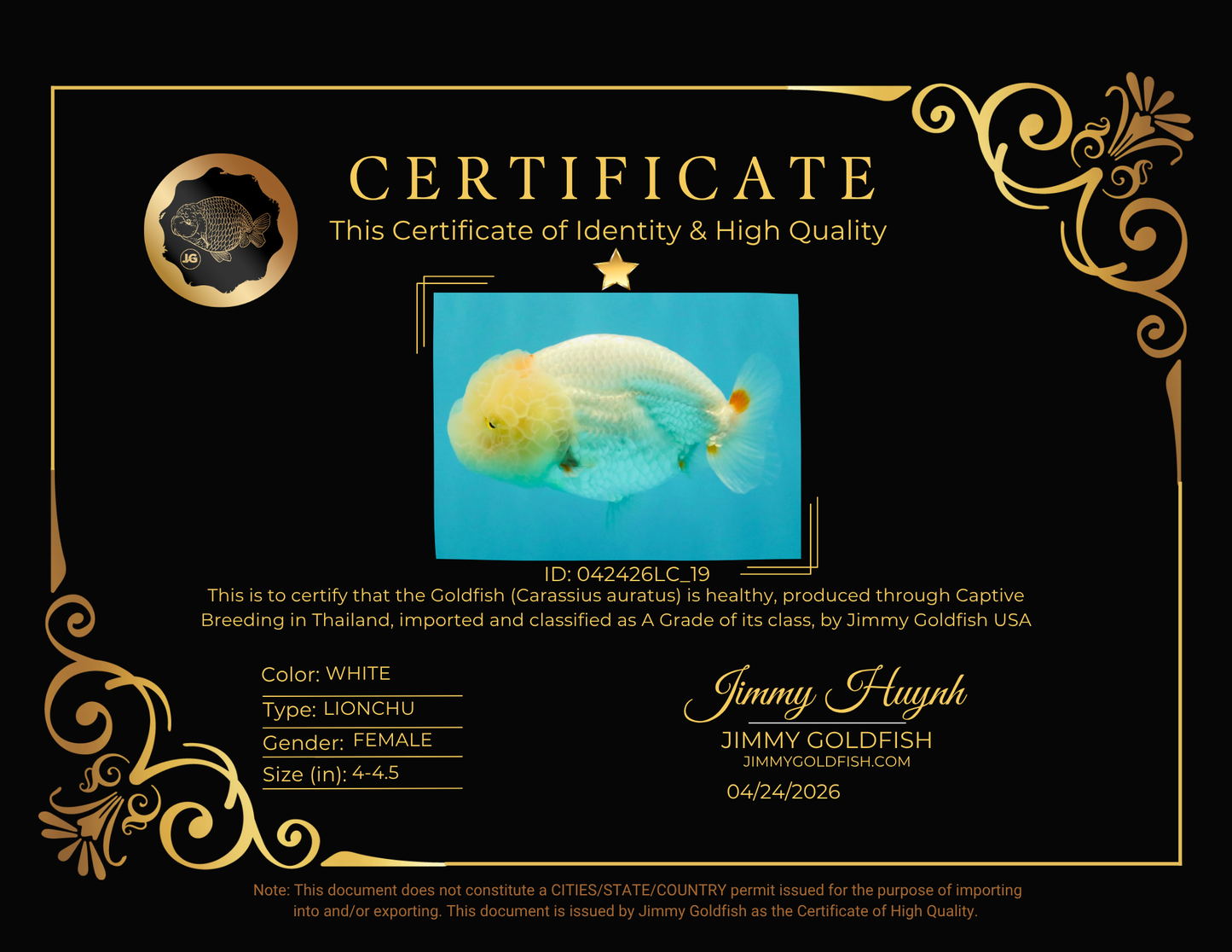 BEAUTY A Grade Red White LionQueen Female 4-4.5 inches #042426LC_19