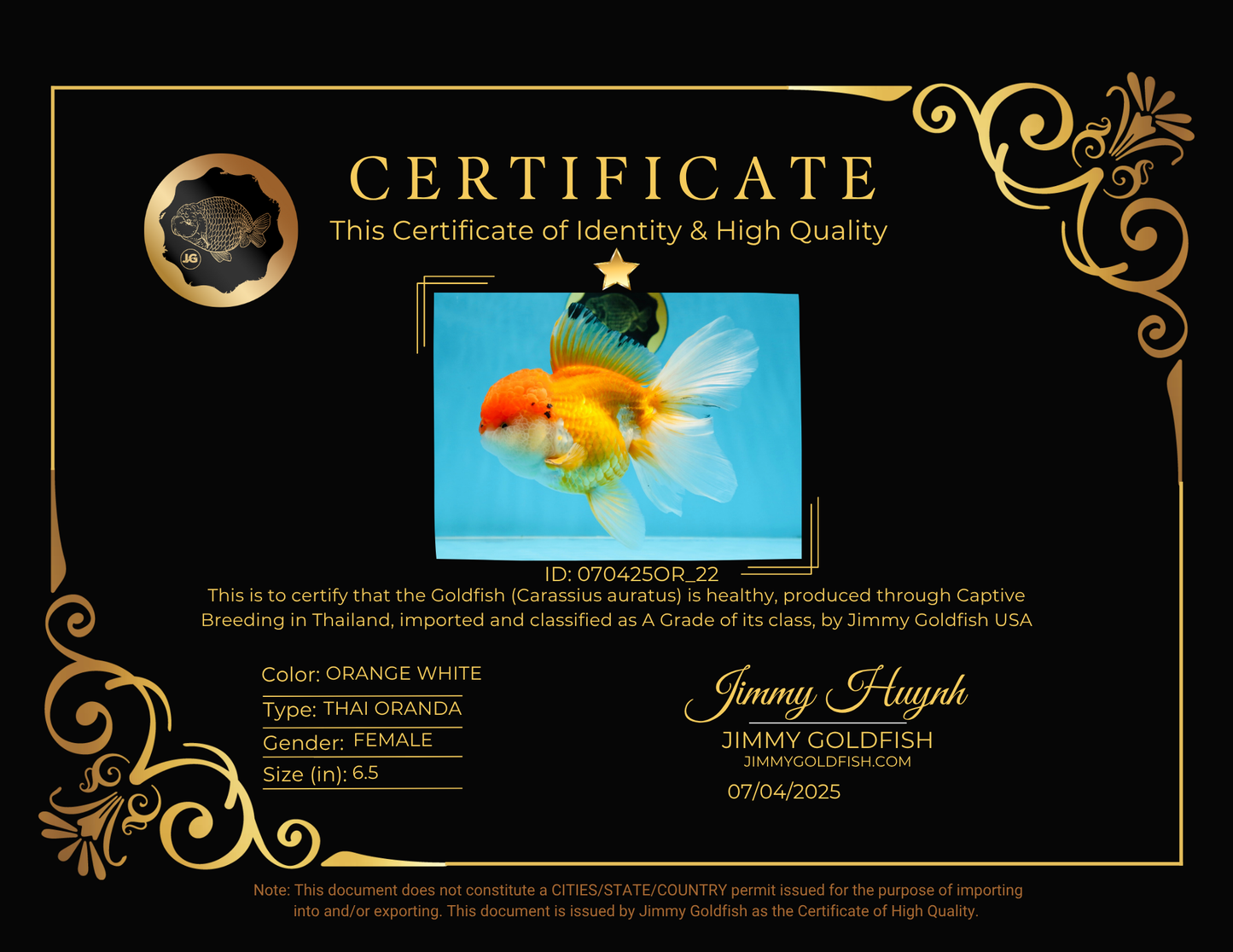 A Grade Orange White Oranda Female 6.5 inches #070425OR_22